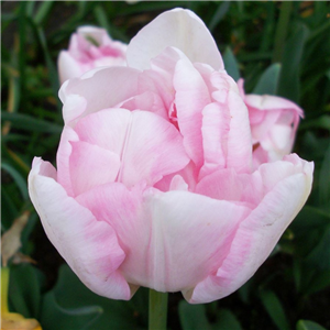Tulip (Double) 'Finola' Loose Per 10 Bulbs.